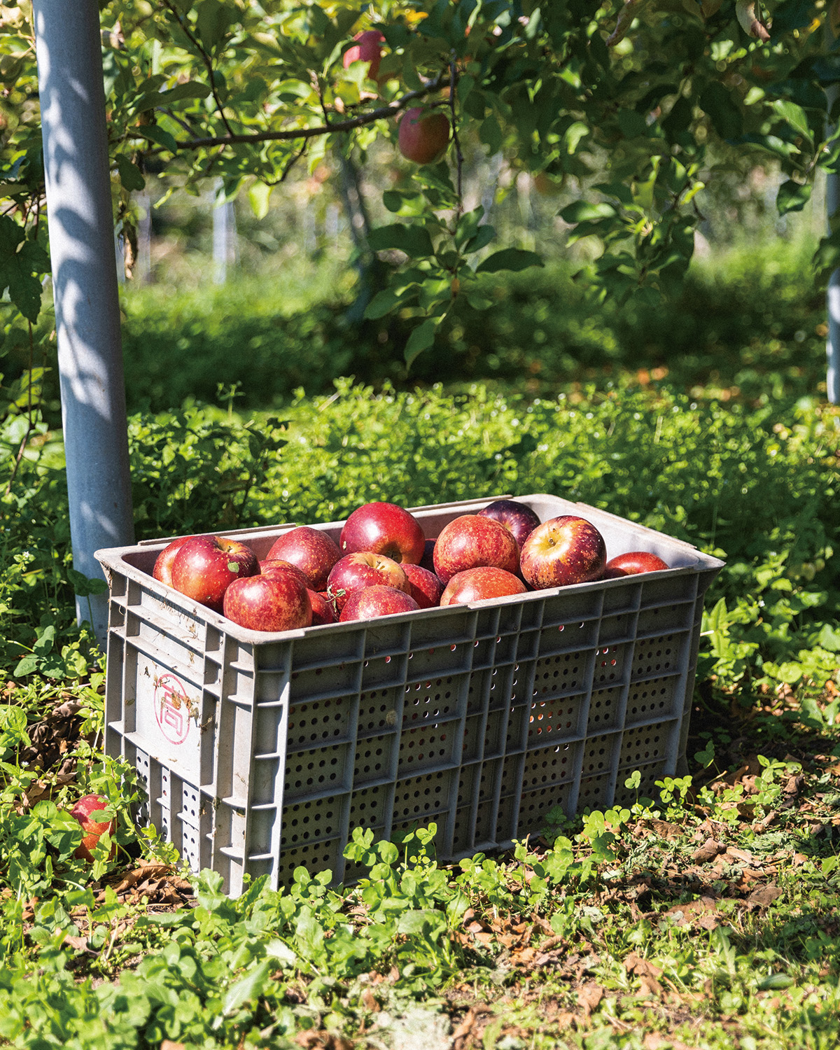 りんご畑・素材・工程